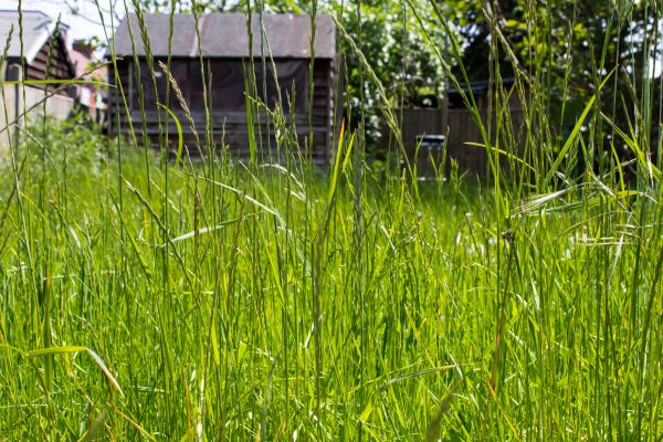 Overgrown Lawn Maintenance